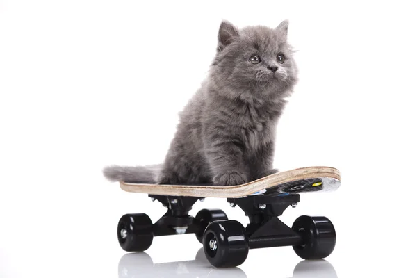 スケート ボード猫 — ストック写真