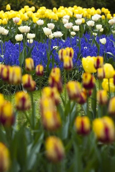 Hermosas flores de tulipán — Foto de Stock