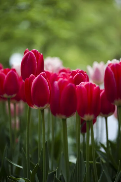 Primer plano de la flor, tulipán — Foto de Stock