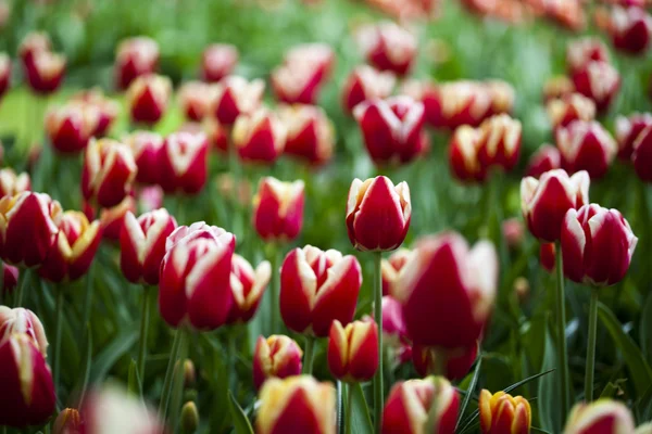Muchos hermosos tulipanes florecientes frescos en primavera en el parque sobre hierba verde en el campo —  Fotos de Stock