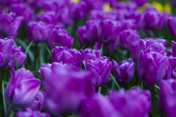 Jardim de tulipas violetas — Fotografia de Stock