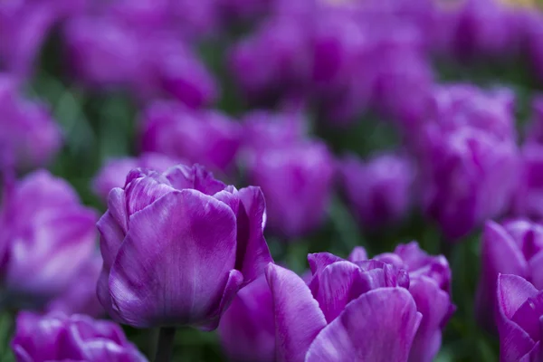Jardim de tulipas violetas — Fotografia de Stock