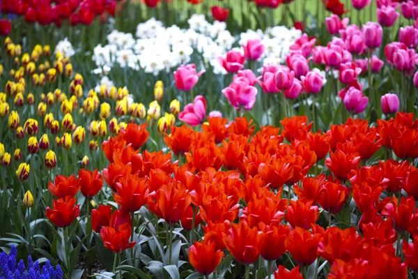 Hermosas flores de tulipán — Foto de Stock