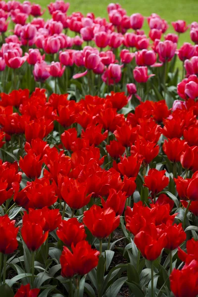 Hermosas flores de tulipán — Foto de Stock