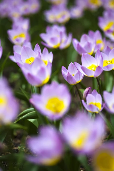 Fialové tulipány — Stock fotografie