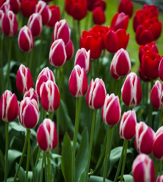 Багато свіжих красивих квітучих тюльпанів навесні в парку над зеленою травою на полі — стокове фото