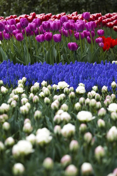 Belles fleurs de tulipes — Photo