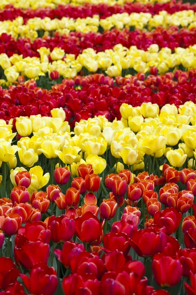 Beautiful tulip Flowers — Stock Photo, Image