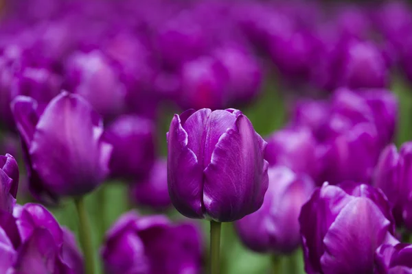 Jardim de tulipas violetas — Fotografia de Stock