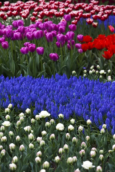 Nahaufnahme von Blume, Tulpe bunt — Stockfoto