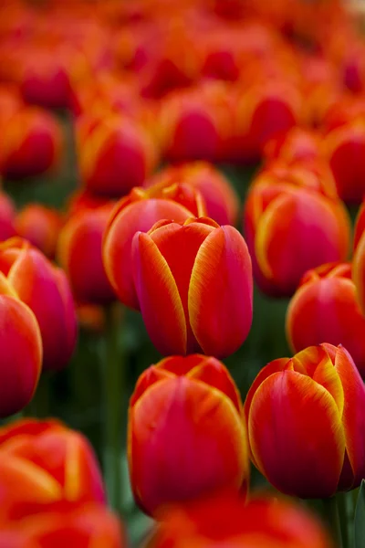 Beautiful red tilips — Stock Photo, Image