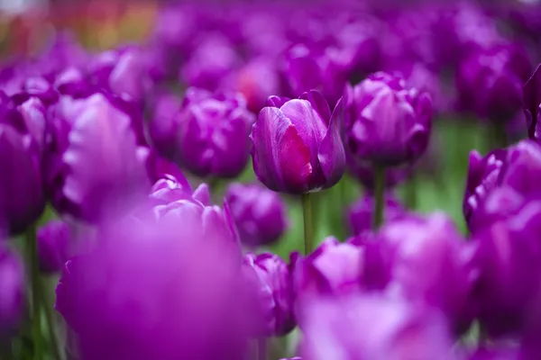 Jardim de tulipas violetas — Fotografia de Stock