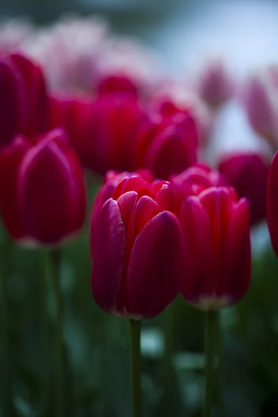 Primer plano de la flor, tulipán — Foto de Stock