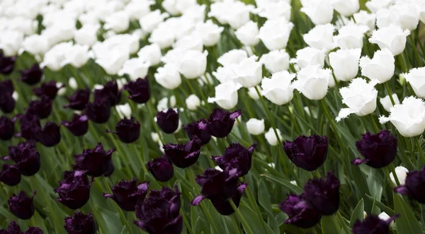Tmavě fialové Tulipán - často označovány jako "černé tulipány" — Stock fotografie