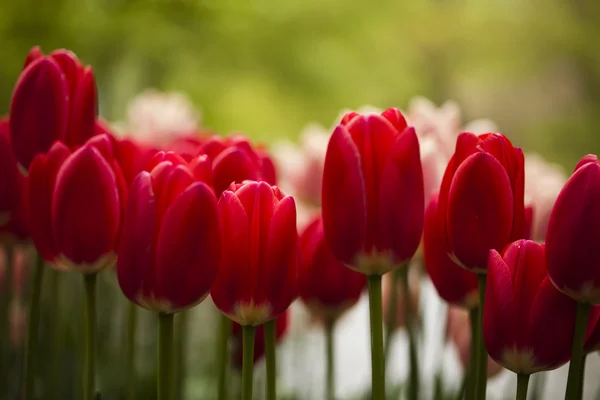 Vele verse mooie bloeiende tulpen in het voorjaar in park over groen gras op het veld — Stockfoto