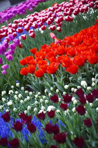 Nahaufnahme von Blume, Tulpe bunt — Stockfoto