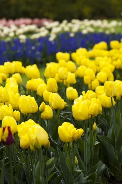 Beautiful tulip Flowers — Stock Photo, Image