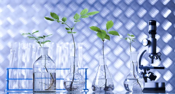 Chemie apparatuur, planten laboratoriumglaswerk — Stockfoto