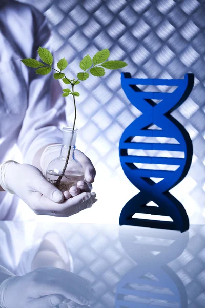 Plantera i ett provrör i händerna på vetenskapsmannen — Stockfoto