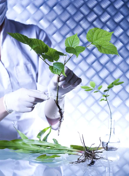 Plant in hands of the scientist — Stock Photo, Image