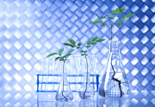 Planten en laboratorium — Stockfoto