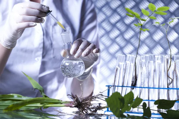 Planta en manos del científico — Foto de Stock