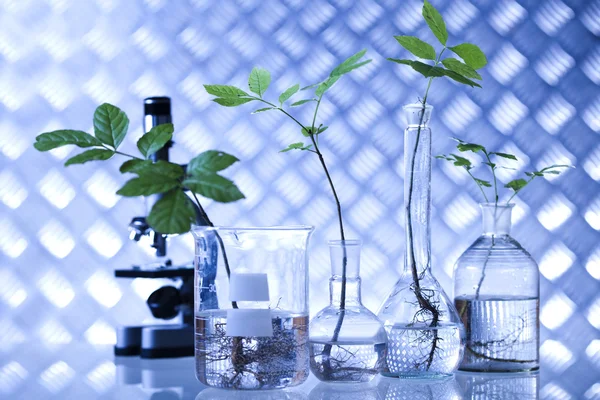 Växter i laboratorium — Stockfoto