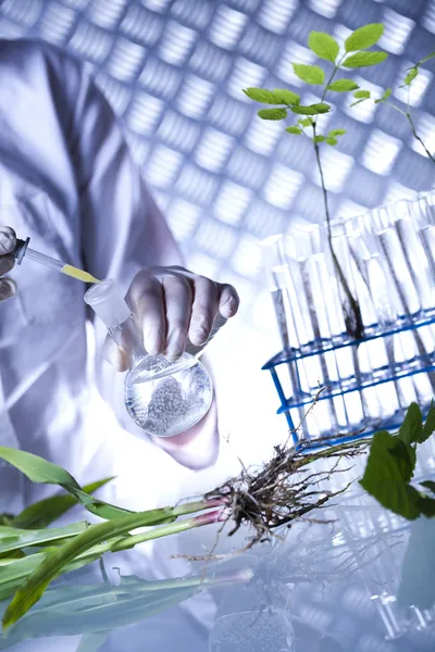 Planta em um tubo de ensaio nas mãos do cientista — Fotografia de Stock