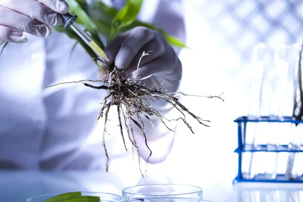 実験室で植物の科学者 — ストック写真