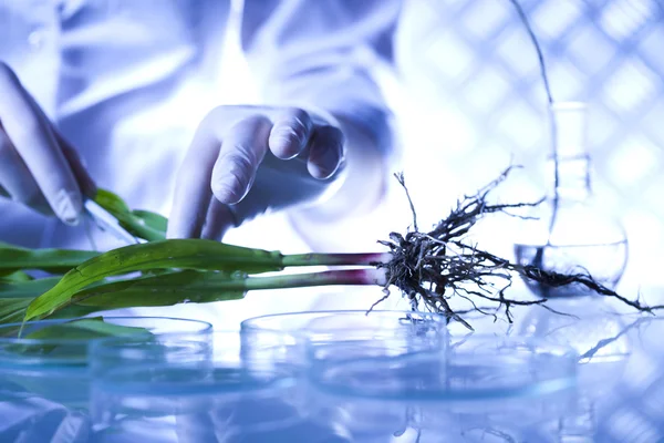 Cientista com planta em laboratório — Fotografia de Stock