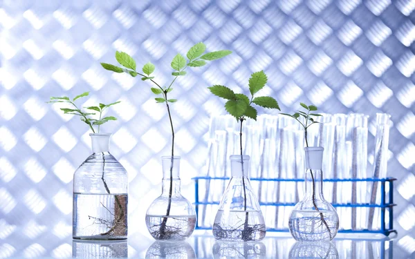 Planten in laboratorium — Stockfoto