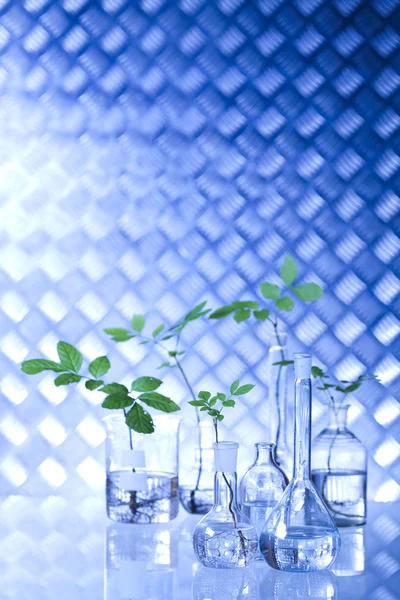 Plants in laboratory — Stock Photo, Image