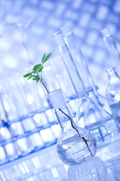 Planten in laboratorium — Stockfoto