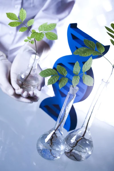 Planta em um tubo de ensaio nas mãos do cientista — Fotografia de Stock