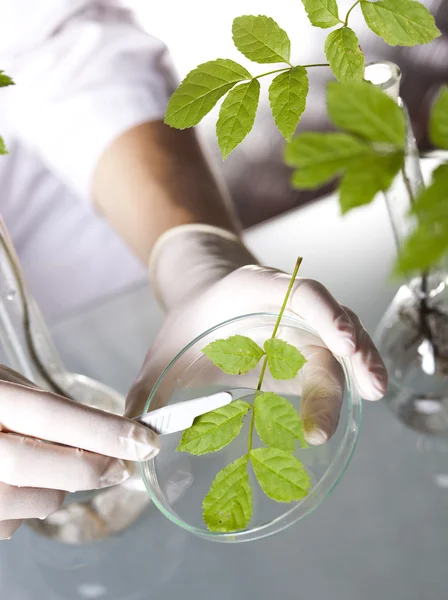 Scientist with plant in laboratory — Stock Photo, Image