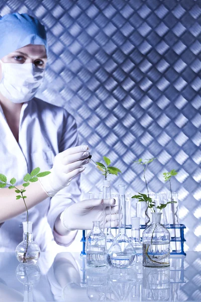 Plant in a test tube in hands of the scientist — Stock Photo, Image