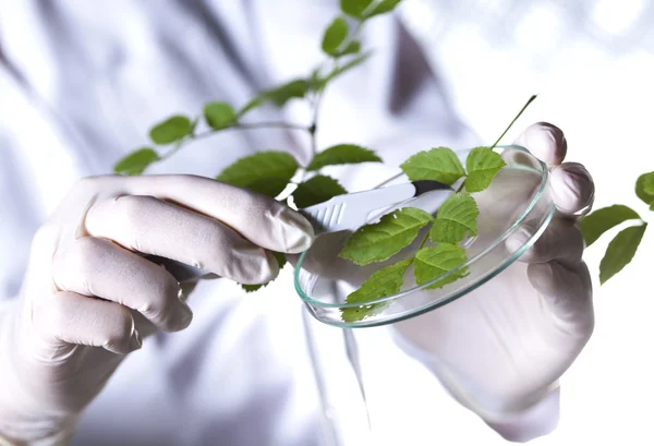 Scientifique avec plante en laboratoire — Photo