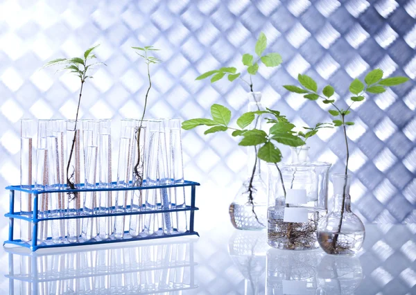 Эксперименты с флорой в лаборатории — стоковое фото