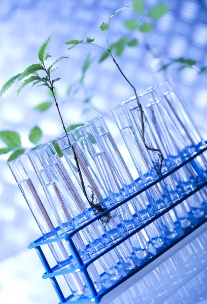Növényeket a laboratóriumban — Stock Fotó