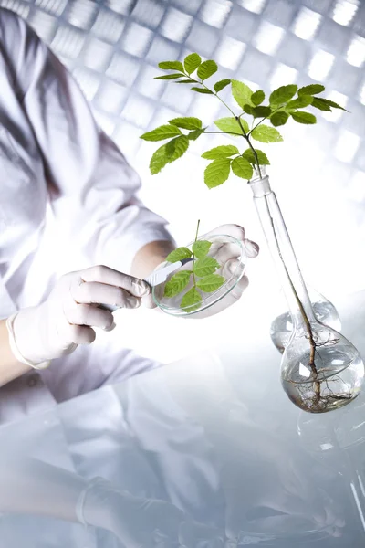 Laboratuvar tesisi olan bilim adamı