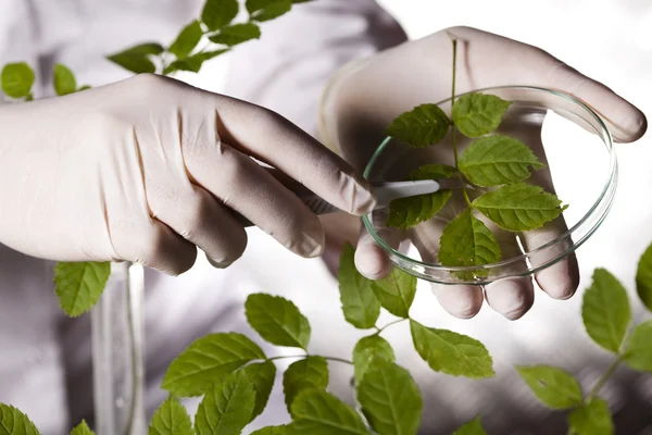 Scienziato con pianta in laboratorio — Foto Stock