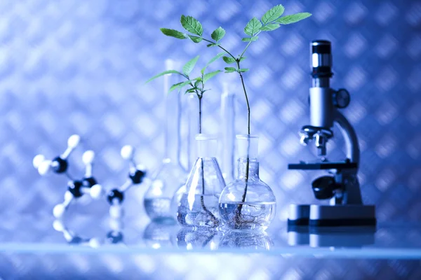 Equipos de química, cristalería de laboratorio de plantas — Foto de Stock