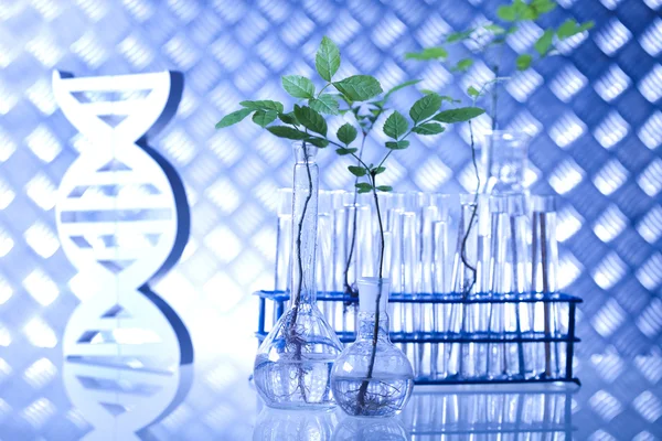 Planten in laboratorium — Stockfoto