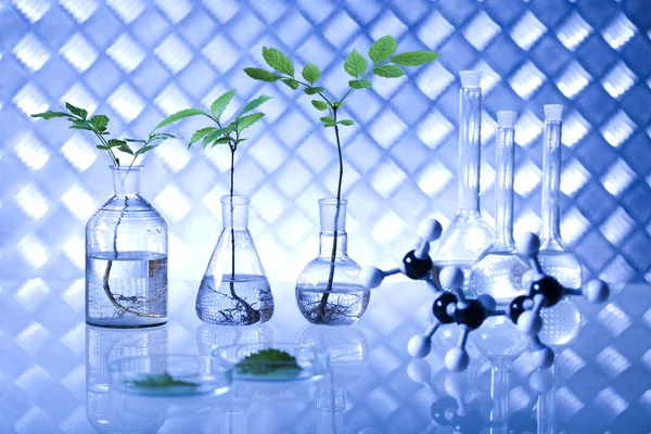 Plants in laboratory — Stock Photo, Image
