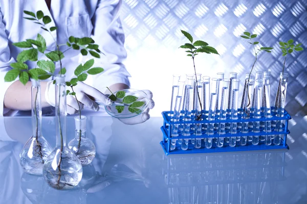 Wetenschapper met fabriek in laboratorium Rechtenvrije Stockfoto's