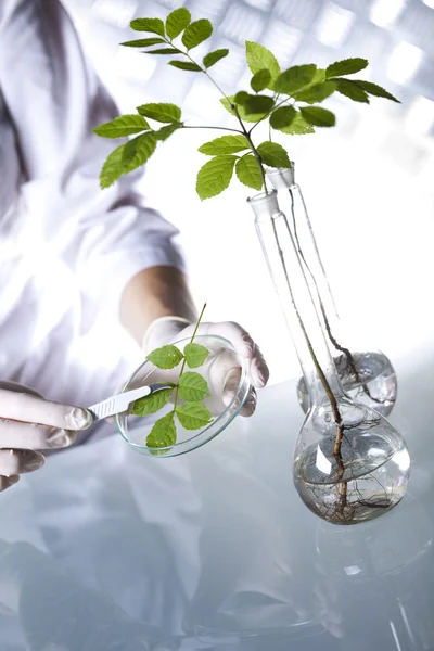 Cientista com planta em laboratório Fotografia De Stock