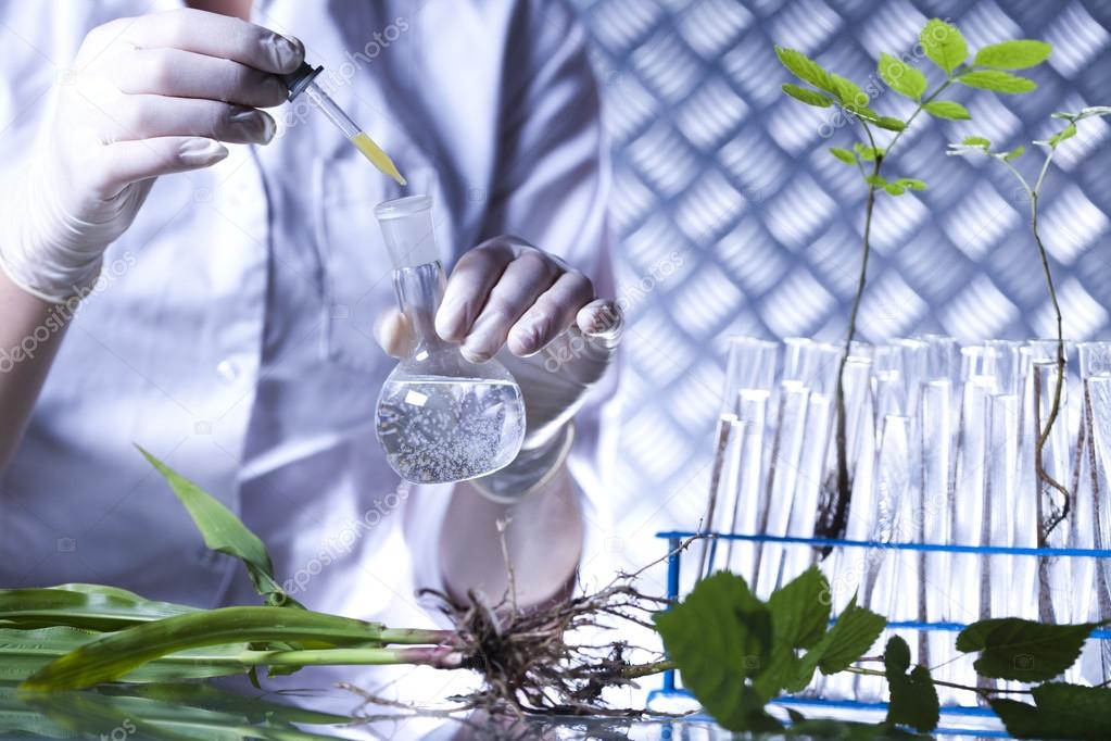 Plant in hands of the scientist