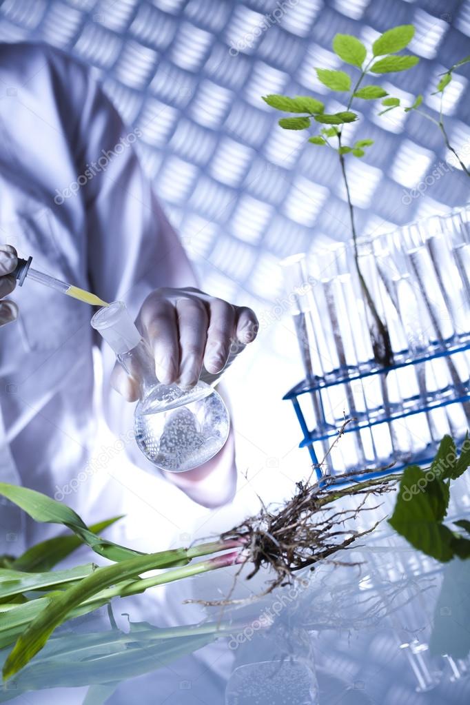 Plant in a test tube in hands of the scientist