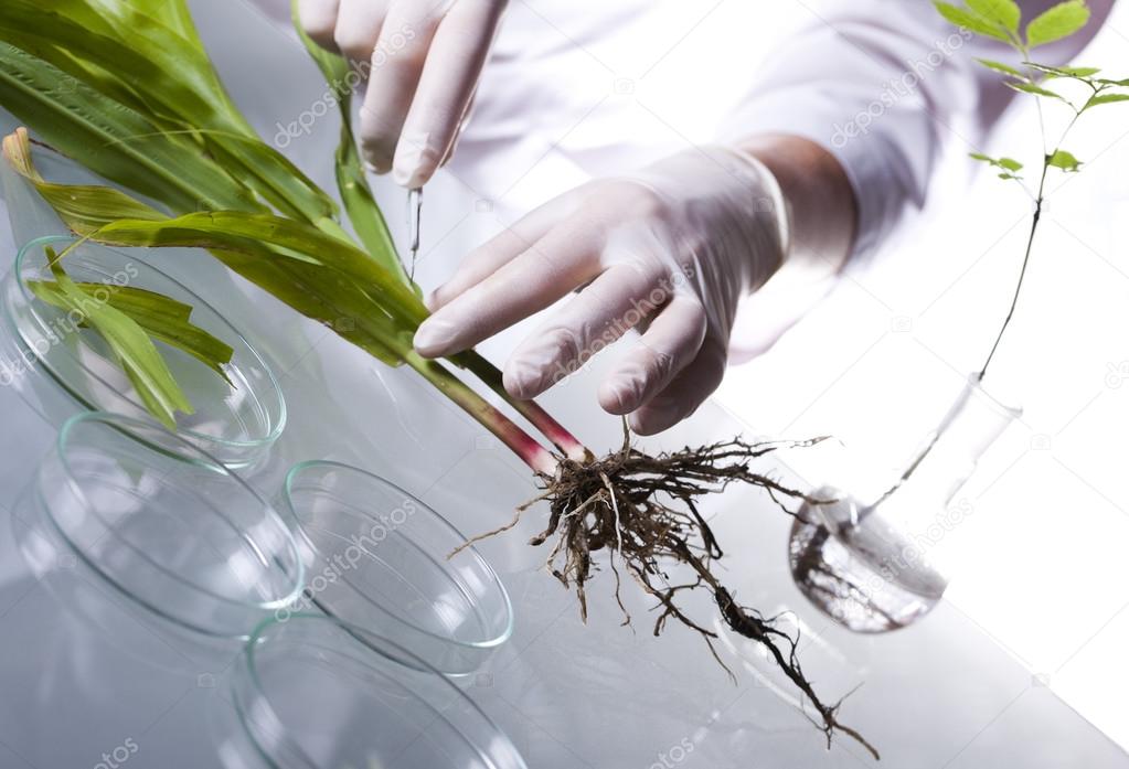 Scientist with plant in laboratory