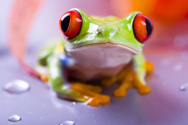 Rode boomkikker — Stockfoto